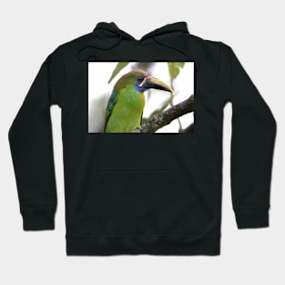 Blue-throated Toucanet Hoodie